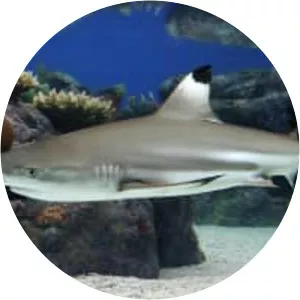 Blacktip reef shark - 