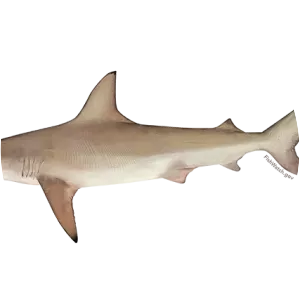 Blacktip shark