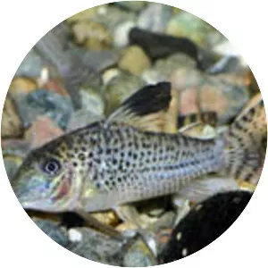 Blacktop corydoras