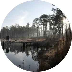 Blackwater River State Forest - 