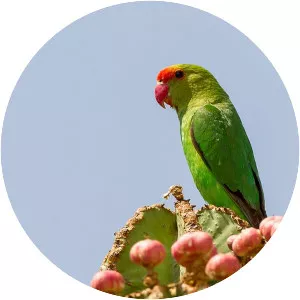 Blackwinged lovebird