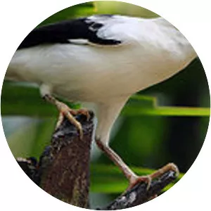 Blackwinged starling