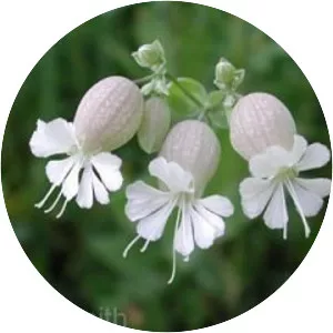 Bladder campion
