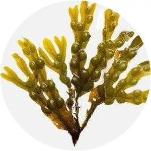 Bladder wrack