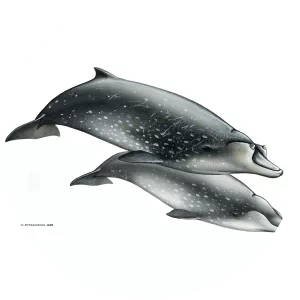 Blainville's beaked whale