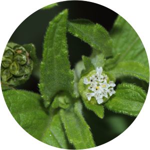 Blainvillea acmella - 