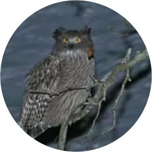 Blakiston's fish owl