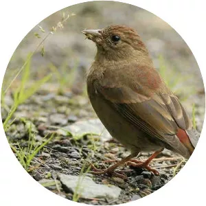 Blanford's rosefinch