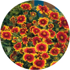 Blanket flowers