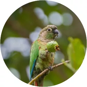 Blaze-winged parakeet