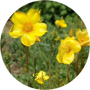 Blazingstars - Plants