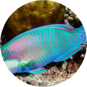 Bleeker's Parrotfish