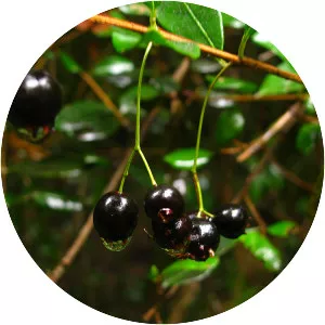 Blepharocalyx cruckshanksii