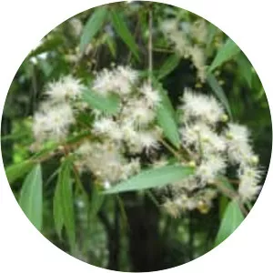 Blepharocalyx salicifolius - 