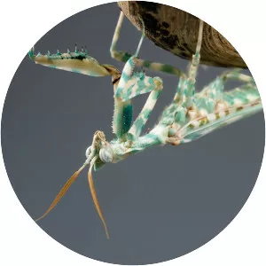 Blepharopsis mendica - Insect