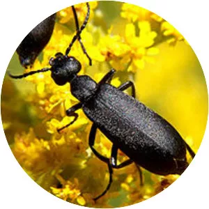 Blister beetles