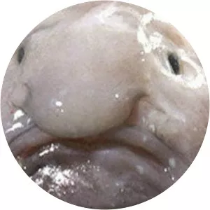 Blobfish photograph