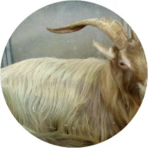 Blond Adamellan - Domestic goat breed