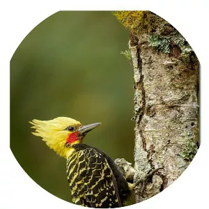 Blond-crested woodpecker