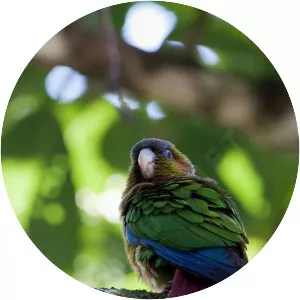 Blood-eared parakeet