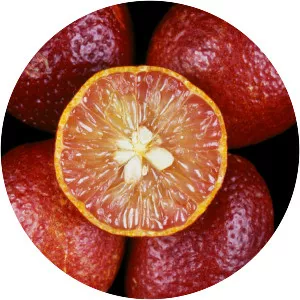Blood lime - 