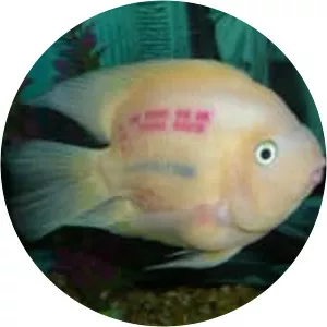 Blood-red Parrot Cichlid