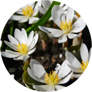 Bloodroot - Plants