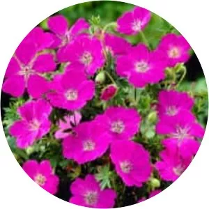 Bloody Crane's-bill - Plants