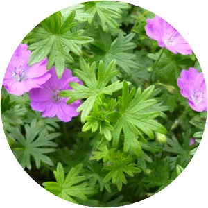 Bloody Crane'sbill