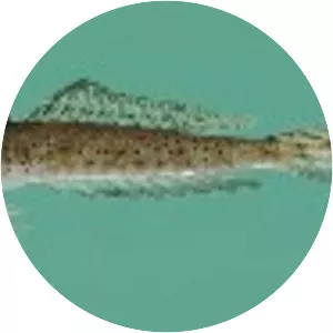 Blotchfin dragonet - 