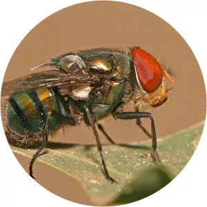 Blowfly