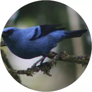 Blue-and-black tanager