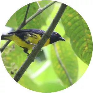 Blue-and-gold tanager