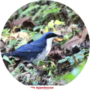 Blue-and-white mockingbird