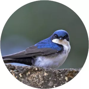 Blue-and-white swallow - 