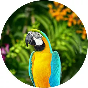 Blue-and-yellow macaw