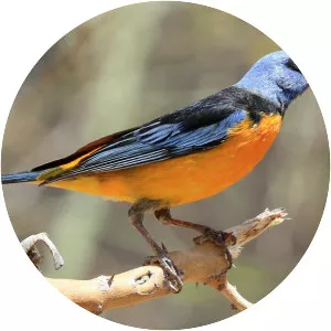 Blue-and-yellow tanager