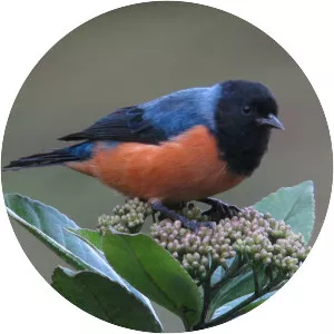 Blue-backed conebill - Bird