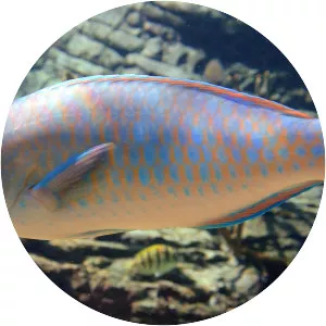 Blue-barred parrotfish