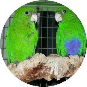 Blue-bellied parrot