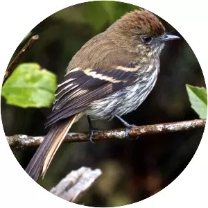 Blue-billed black tyrant