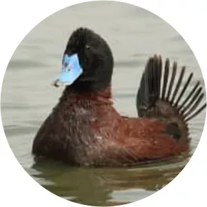 Blue-billed duck