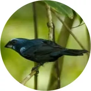 Blue-black grosbeak - Bird