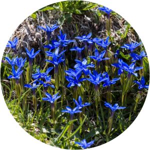Blue Blooms the Gentian - 1973 ‧ 1h 25m