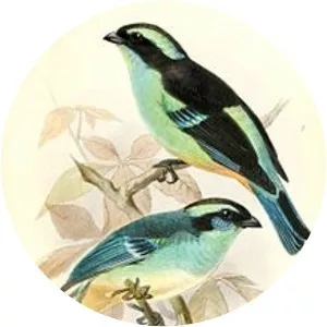 Blue-browed tanager