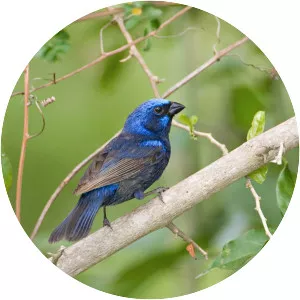 Blue bunting - Bird