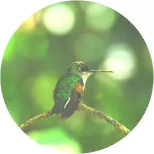 Blue-capped hummingbird