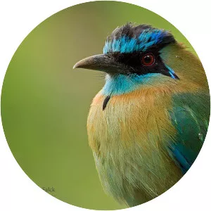 Blue-capped motmot