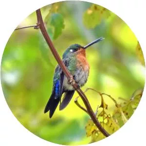 Blue-capped puffleg - Bird