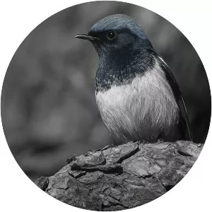 Blue-capped redstart - Bird